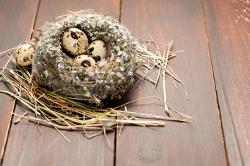 Naklejka na ściany i meble quail eggs in a nest over dark old background