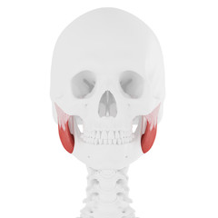 3d rendered medically accurate illustration of the Masseter Superior
