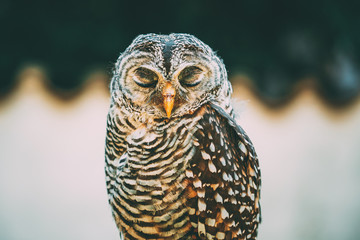 Rufous-legged Owl Strix Rufipes Is A Medium Sized Owl With No Ear Tufts. Wild Bird.