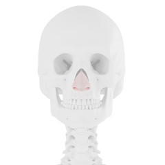 3d rendered medically accurate illustration of the Nasal Cartilage