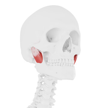 3d rendered medically accurate illustration of the Deep Masseter