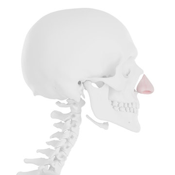 3d rendered medically accurate illustration of the Nasal Cartilage