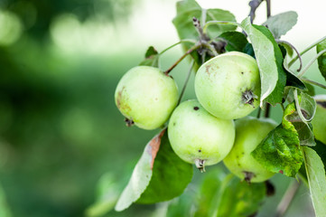 Unripe apples