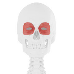 3d rendered medically accurate illustration of the Orbicularis Oculi