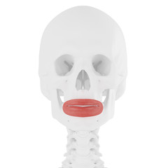 3d rendered medically accurate illustration of the Orbicularis Oris
