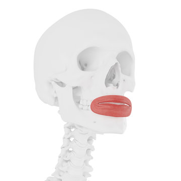3d rendered medically accurate illustration of the Orbicularis Oris