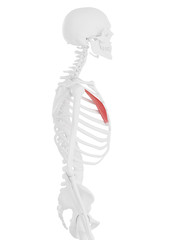 3d rendered medically accurate illustration of the Pectoralis Minor