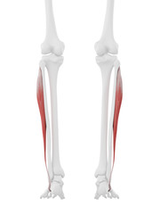3d rendered medically accurate illustration of the Peroneus Longus