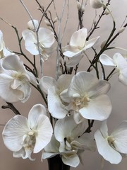 white orchids with branches