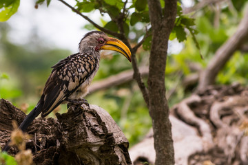 Yellow Hornbill
