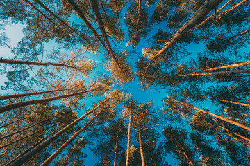 Canopy Of Tall Pine Trees. Upper Branches Of Woods In Coniferous Forest