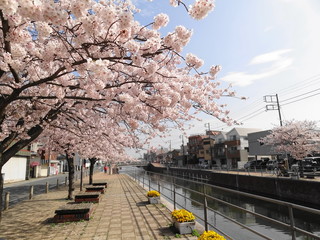 境川の桜