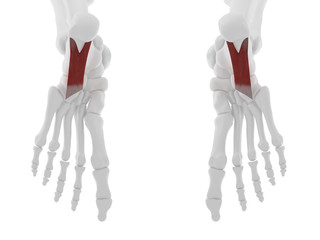 3d rendered medically accurate illustration of the Quadratus Plantae