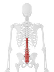 3d rendered medically accurate illustration of the Multifidus