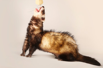 Standard color ferret female posing in studio