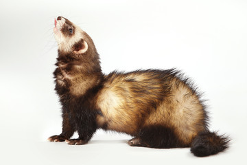 Standard color ferret female posing in studio
