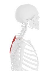 3d rendered medically accurate illustration of the Rhomboid Muscles