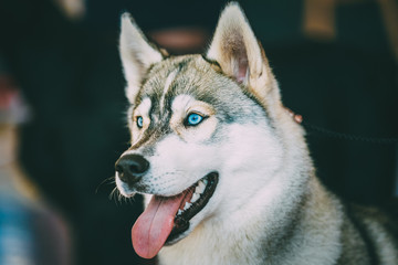 Close Up Head Young Happy Husky Puppy Eskimo Dog, Blue Eyes