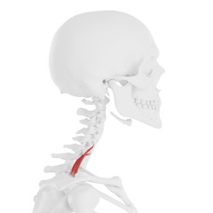 3d rendered medically accurate illustration of the Scalene Posterior