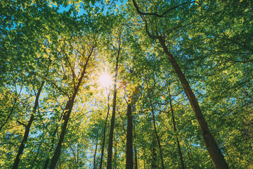Spring Sun Shining Through Canopy Of Tall Trees. Upper Branches Of Tree