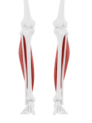 3d rendered medically accurate illustration of the Soleus