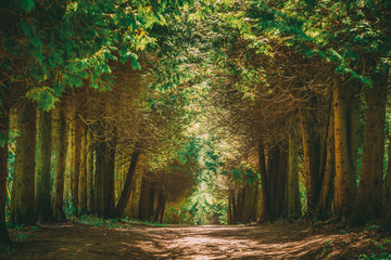 Obraz premium Walkway Lane Path With Green Trees in Forest. Pathway Way Through Summer Forest
