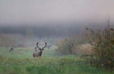 Red deer in reed field
