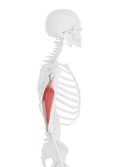 3d rendered medically accurate illustration of the Triceps