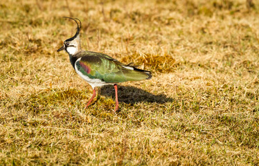 Lapwing, Northern Lapwing (Vanellus vanellus) also known as the Peewit foraging in natural habitat...