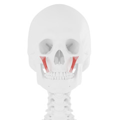 3d rendered medically accurate illustration of the Zygomaticus Minor