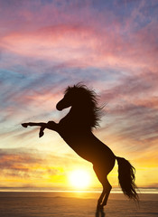 Rearing stallion and dramatic dusk sky