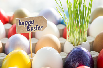 Easter colored eggs in egg tray, young wheat sprouts from the shell, soft focus image 