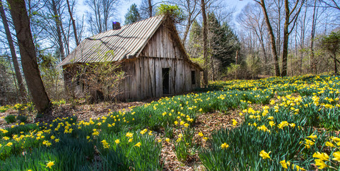 Spring Buttercups