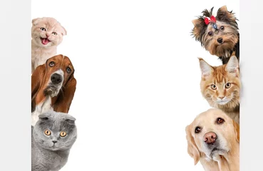  Various cats and dogs as frame isolated on white © BillionPhotos.com