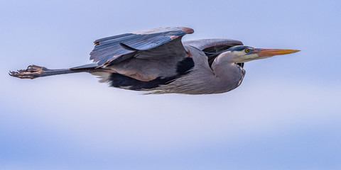 Great Blue Heron In Flight With Blue Sky With White Puffy Clouds