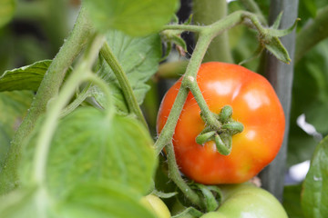Tomato ripening in the garden