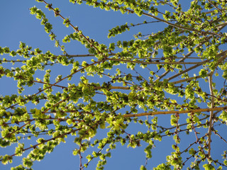 Siberian elm branches