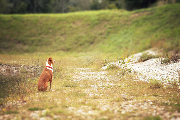 Dog sitting in the nature