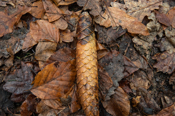 Spruce Cone on Forest Floor in Winter