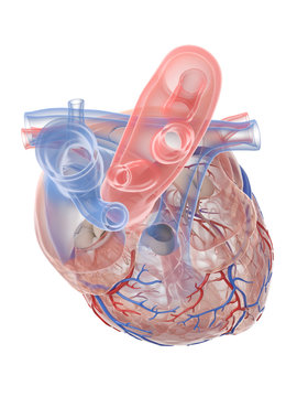 3d rendered medically accurate illustration of the human heart anatomy