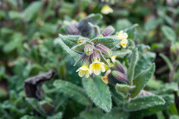 Yellow Monkswort Flowers in Bloom in Winter