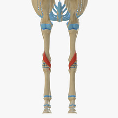 3d rendered medically accurate illustration of the equine muscle anatomy - Policis Longus