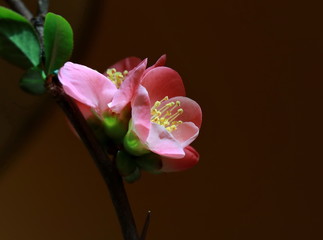 Pink flowers of blooming wild apple tree