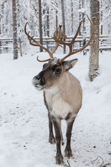 Beautiful horned  reindeer closeup portrait against winter snowy forest