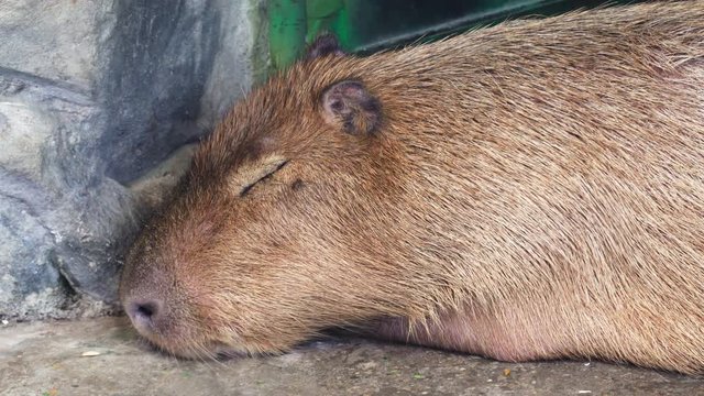 Capybara (Hydrochoerus hydrochaeris) in Esteros del Ibera, Argentina.