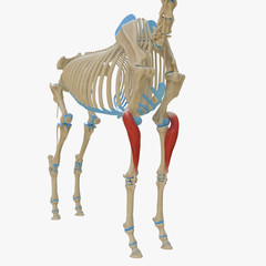 3d rendered medically accurate illustration of the equine muscle anatomy - Extensor Carpi Radialis