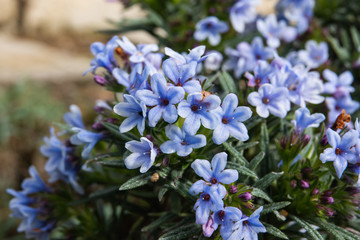 Zahn's Gromwell Flowers in Bloom in Winter