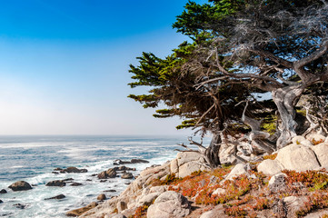 Old trees on the seaside of Pebble Beach