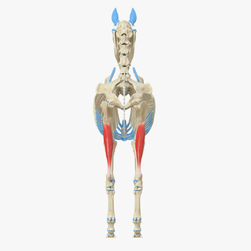 3d rendered medically accurate illustration of the equine muscle anatomy - Gastrocnemius