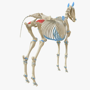 3d rendered medically accurate illustration of the equine muscle anatomy - Gluteus Profundus